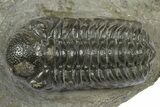 Detailed Austerops Trilobite - Ofaten, Morocco #372441-2
